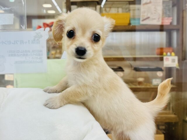 バブみが大爆発〜♡♡ミックス犬ちゃん(チワワ×カニンヘンダックス)