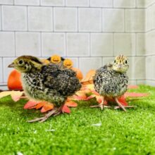 コロコロＢＡＢＹ　ウズラ