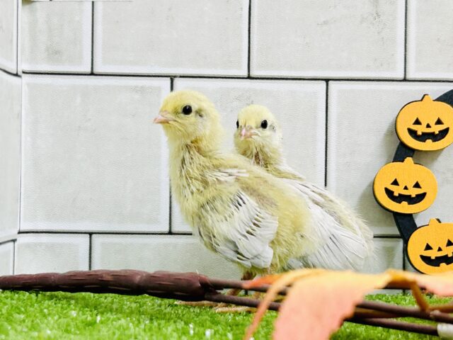 高貴なるウズラ・・・　ヒメウズラ