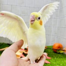 【最新画像更新☆☆】ガオ～　来月の仮装はこれできまり！？　オカメインコ