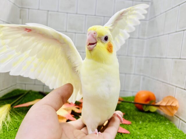 【最新画像更新☆☆】ガオ～　来月の仮装はこれできまり！？　オカメインコ