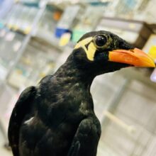 【最新画像更新☆☆】漆黒の翼持つおしゃべり怪獣になるかも？？　九官鳥