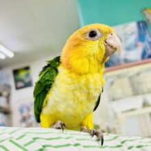 市立甘あまパロット学園新入生(*’ω’*)　シロハラインコ