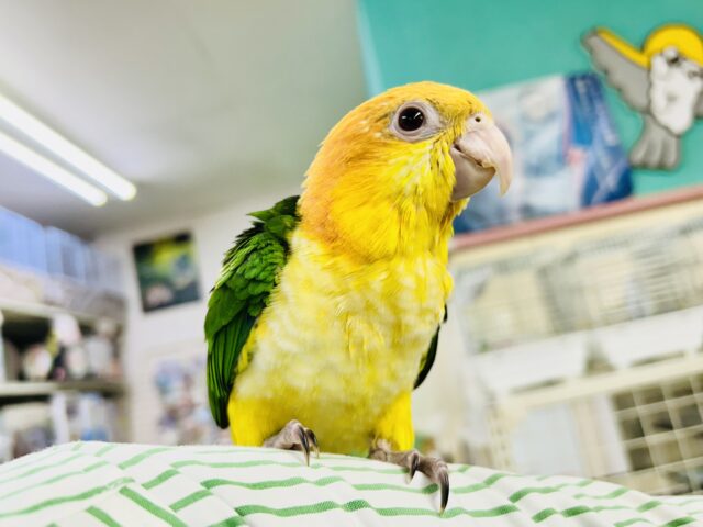 市立甘あまパロット学園新入生(*’ω’*)　シロハラインコ