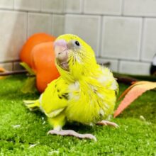 季節は秋！　食欲旺盛なコがやってきた！！　セキセイインコ