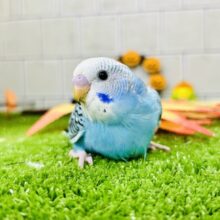秋晴れスカイブルー♪♪🍁　セキセイインコ