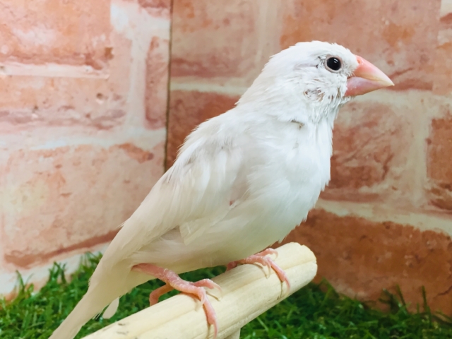 【⭐︎最新画像更新⭐︎】白文鳥さんがやってきましたよ～🎵🎵