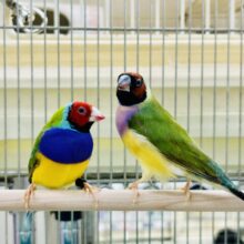 レアフィンチペアがやってきました～　コキンチョウ