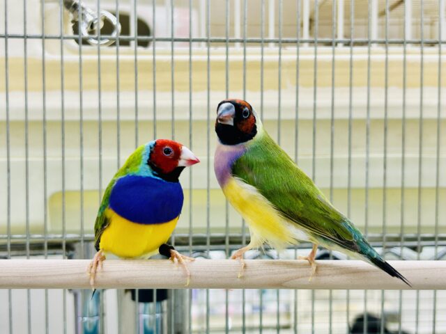 レアフィンチペアがやってきました～　コキンチョウ