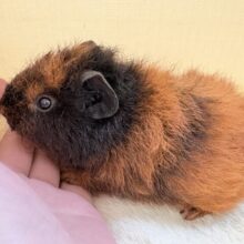 テディベアのようなもこもこの可愛さ🧸💕テディモルモットちゃん(女の子)