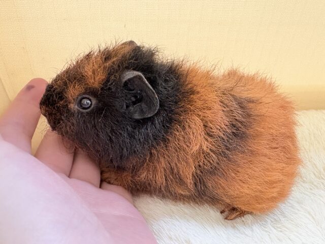 テディベアのようなもこもこの可愛さ🧸💕テディモルモットちゃん(女の子)