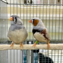 ビックな夫婦がやってきました♪♪　ジャンボキンカチョウ