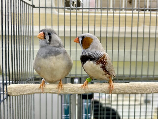 ビックな夫婦がやってきました♪♪　ジャンボキンカチョウ