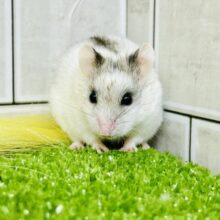 入舎数少な目のレア！　チャイニーズハムスター