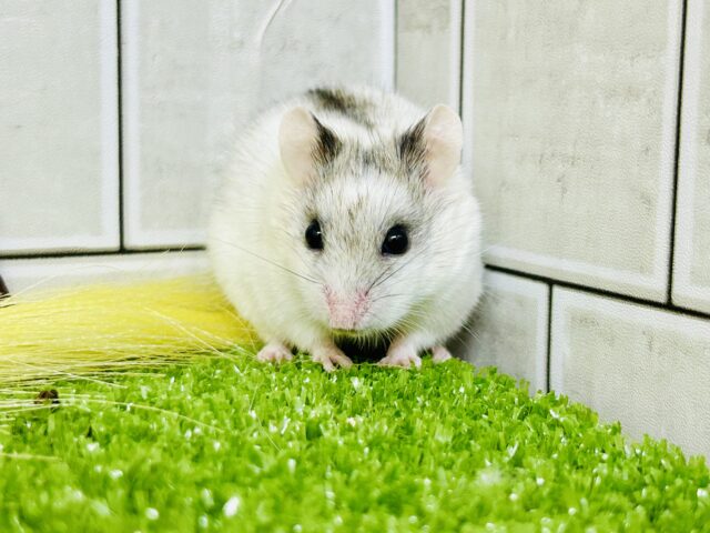 入舎数少な目のレア！　チャイニーズハムスター