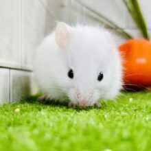 純白タキシード？？　ロングカラーハムスター