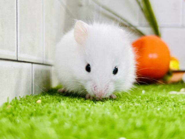 純白タキシード？？　ロングカラーハムスター