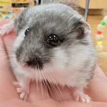 初対面でもグイグイいくぜ😎陽気なマーブルハムスターちゃん‼️✨(女の子)