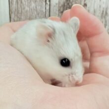 遂にやって来ました‼️レア種✨チャイニーズハムスター❣️(女の子)ホワイト