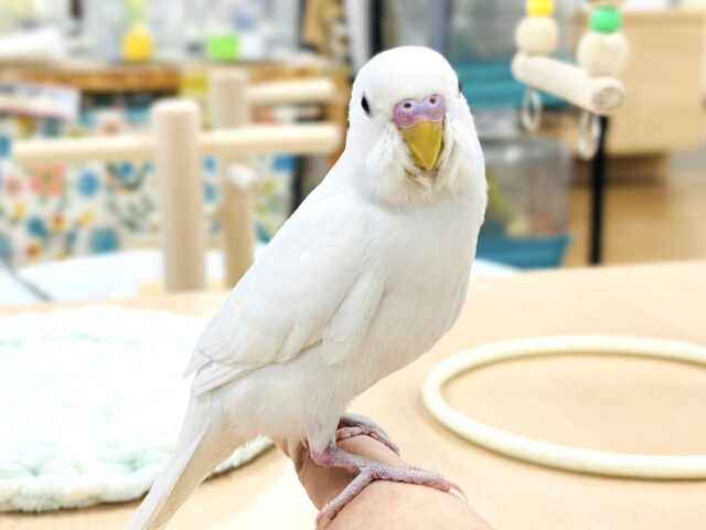 【最新画像】すくすく成長中❕セキセイインコ(ダブルファクター)