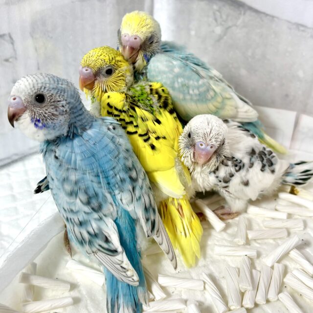 🍁✨️秋の始まりにセキセイインコちゃんず来てくれました〜🐥🐥🐥🐥🐥