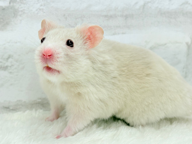 【最新画像更新🪄】魅力的なもふふわちゃん🫧カラーハムスター(男の子)