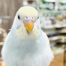 【最新画像】優しいクリームソーダ️️️🩵🍹セキセイインコ(パステルレインボースパングル)