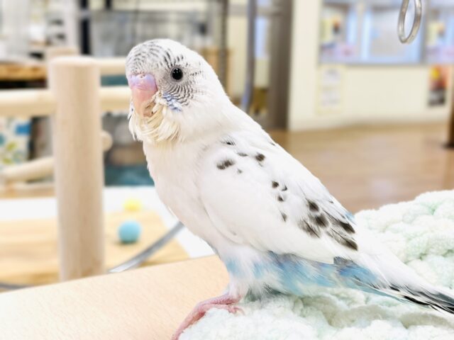 【最新画像】ふわふわ綿毛の妖精さん🧚✨セキセイインコ（ハルクイン）ヒナ