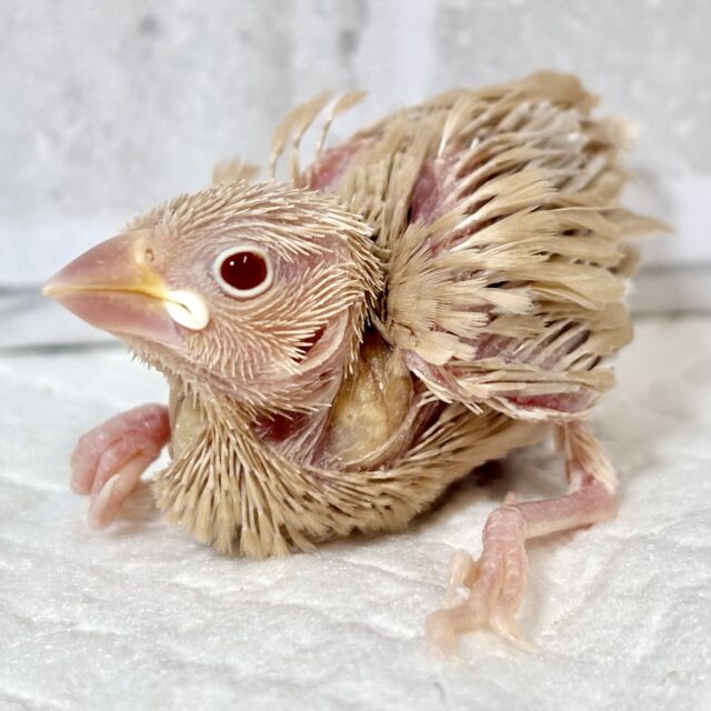 シナモン文鳥  🧡🎃🍁*.+゜