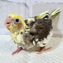 オカメインコ  パイド  💛🖤.*･ﾟ