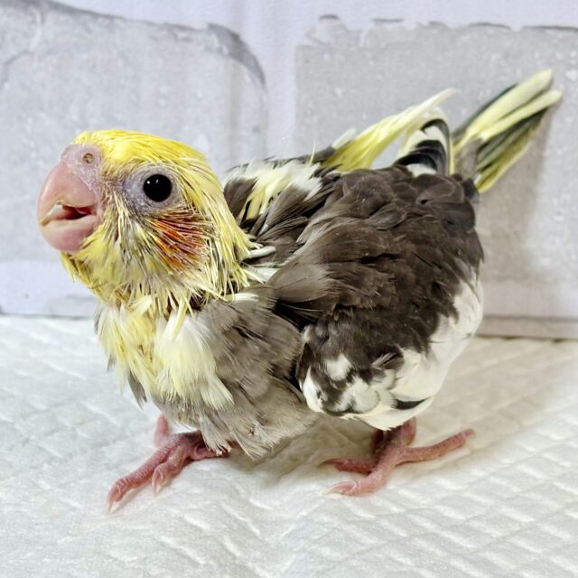 オカメインコ  パイド  💛🖤.*･ﾟ