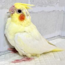 オカメインコ  ルチノー  🌕✨💛