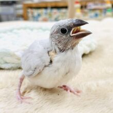 【最新画像】いっぱい食べて大きくなるよ🩶シルバー文鳥（ヒナ）