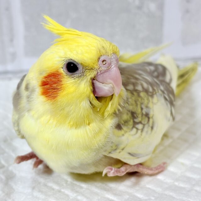 オカメインコ  シナモンパールパイド  🧡⚪️✨️