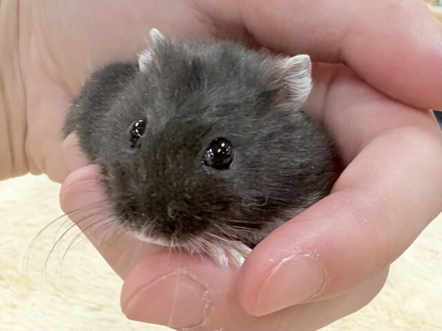 再来‼️真っ黒黒のお団子さん🍡ブラックジャンガリアンハムスター(男の子)