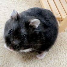 💖‼️可愛すぎ注意‼️💖ブラックジャンガリアンハムスター(女の子)