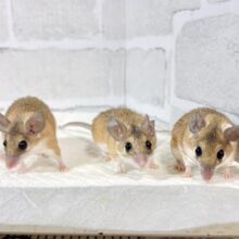 カイロトゲマウスちゃんず  🐭🏜️𖤐´-