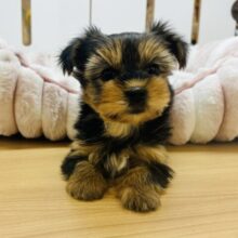 好きすぎて尻尾が止まらん！ヨーキーちゃん！