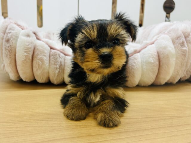 好きすぎて尻尾が止まらん！ヨーキーちゃん！