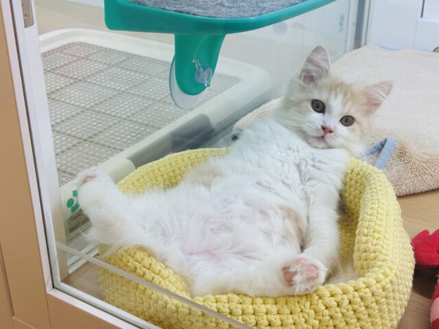 天真爛漫な甘ったれ♥サイベリアンくん！