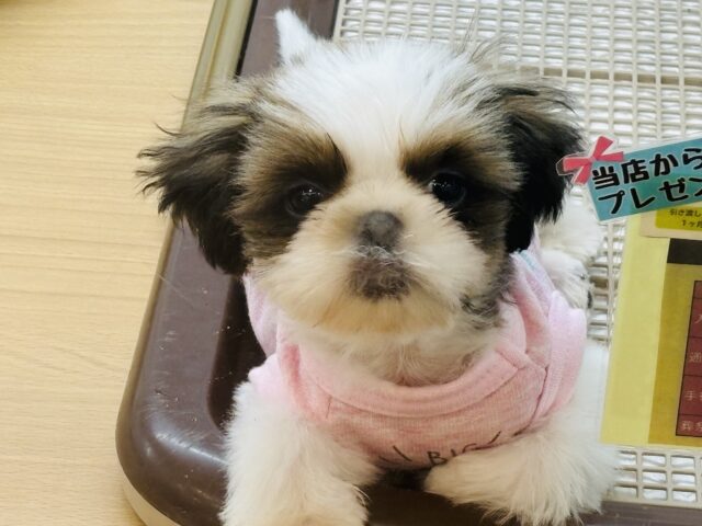 好き好きアピール爆発〜♡シーズーくん！