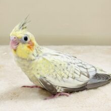 映えるのは正面からだよ🧡オカメインコ（シナモンパール）ヒナ