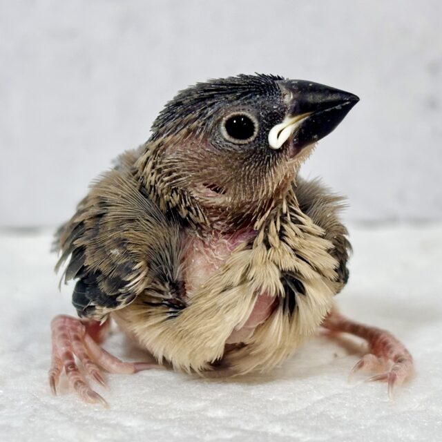 桜文鳥  ✨🌸 🍁