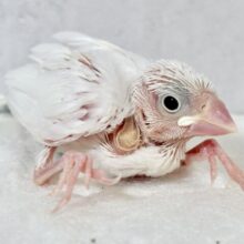 白文鳥  ‎🤍🪽❤️