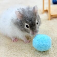 わんぱく元気‼️セーブルハムスター‼️(男の子)