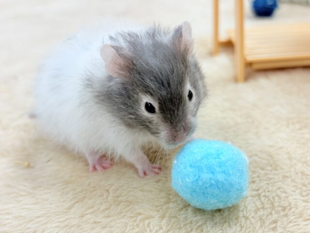 わんぱく元気‼️セーブルハムスター‼️(男の子)