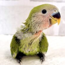 コザクラインコ  ノーマル  🍀️🩵