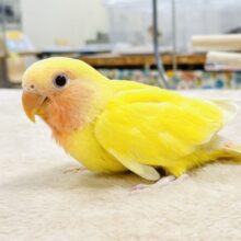 【最新画像】血色のいい赤いお顔🍒❤️コザクラインコちゃん‼️(ルチノー)ヒナ