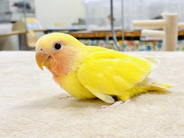 【最新画像】血色のいい赤いお顔🍒❤️コザクラインコちゃん‼️(ルチノー)ヒナ