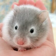 おっとりのんびりさん〜💕なセーブルハムスター❣️(女の子)